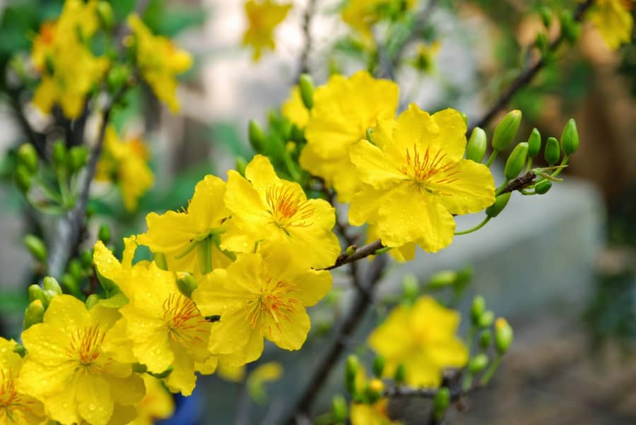 Kỹ thuật cắt tỉa cây hoa mai