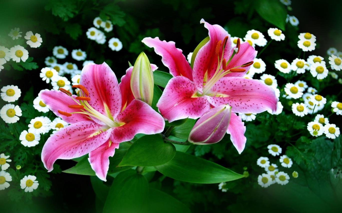 Ý nghĩa cây hoa bách hợp - hoa lily