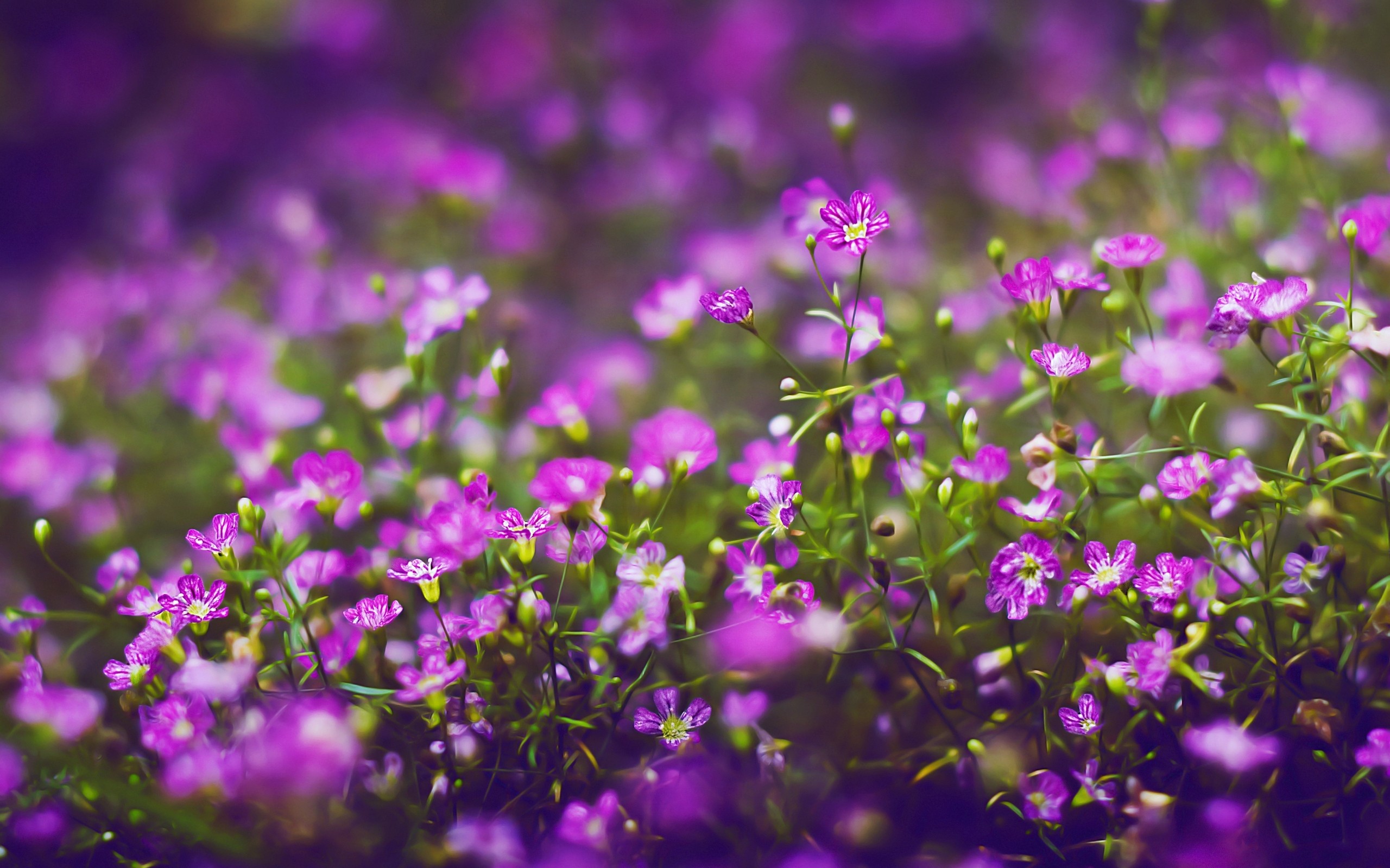 Hình nền những loài hoa dại nhỏ bé cực đẹp | Hoa dại, Hoa, Dép