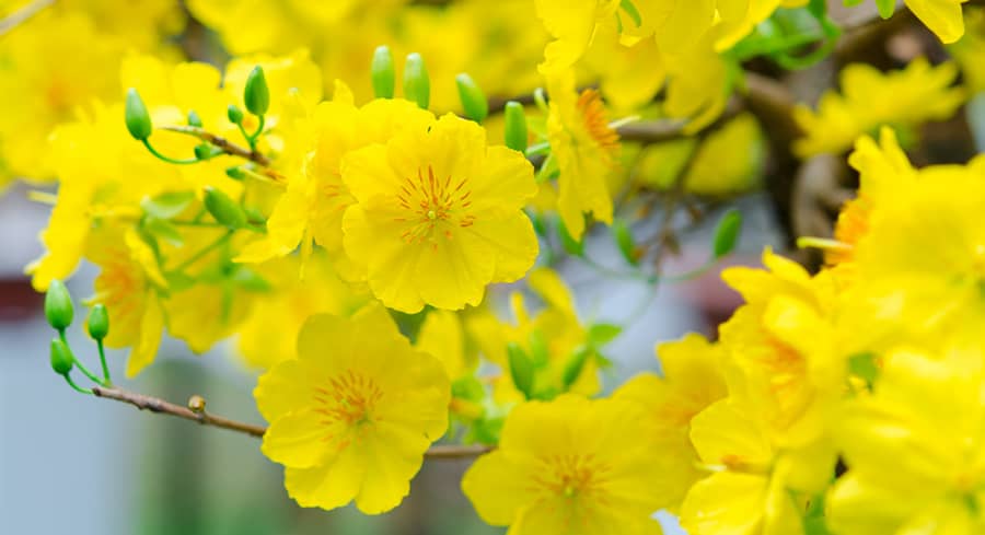 Những bài thơ hay về hoa mai vàng