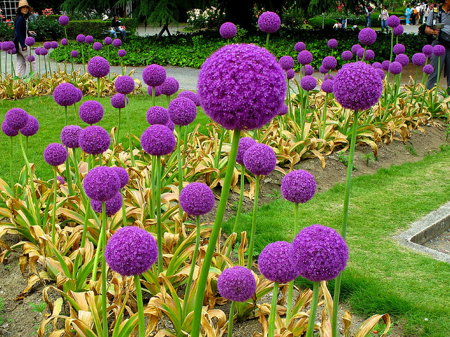 Hoa tím Giant Onion - Allium