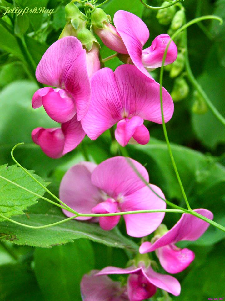 Hoa trồng ban công mang mùi hương dễ chịu
