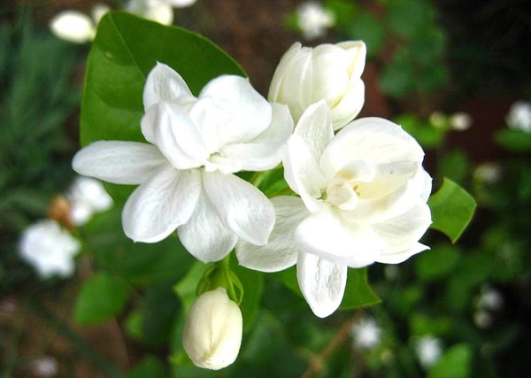 Hoa trồng ban công mang mùi hương dễ chịu