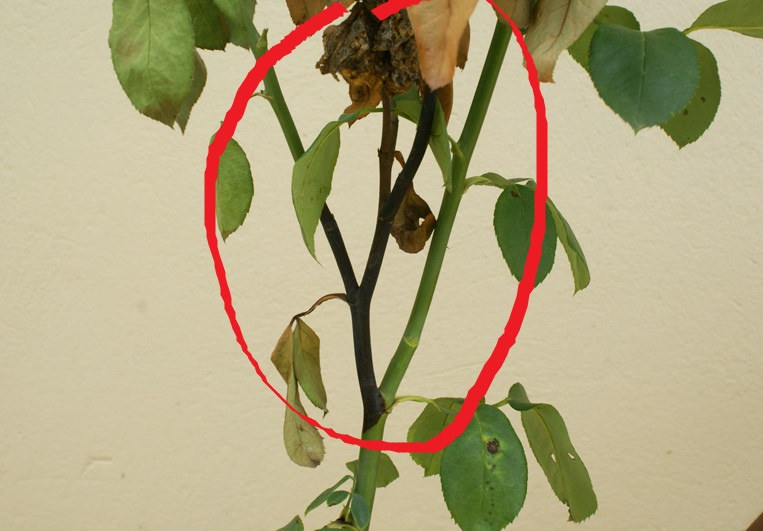 Bệnh thối đen trên cây hoa hồng