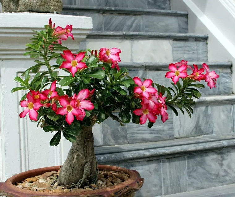Kỹ thuật cắt tỉa cây hoa sứ