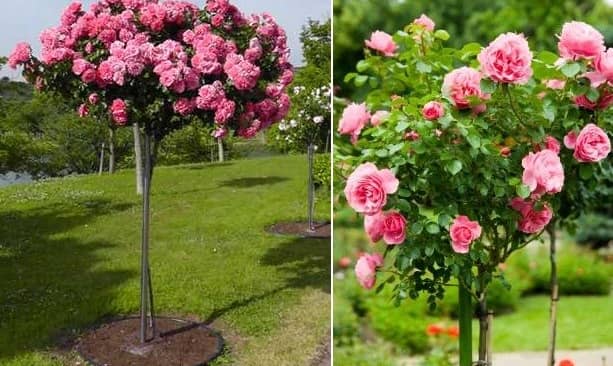 Kỹ thuật ghép hoa hồng thân gỗ nhiều màu