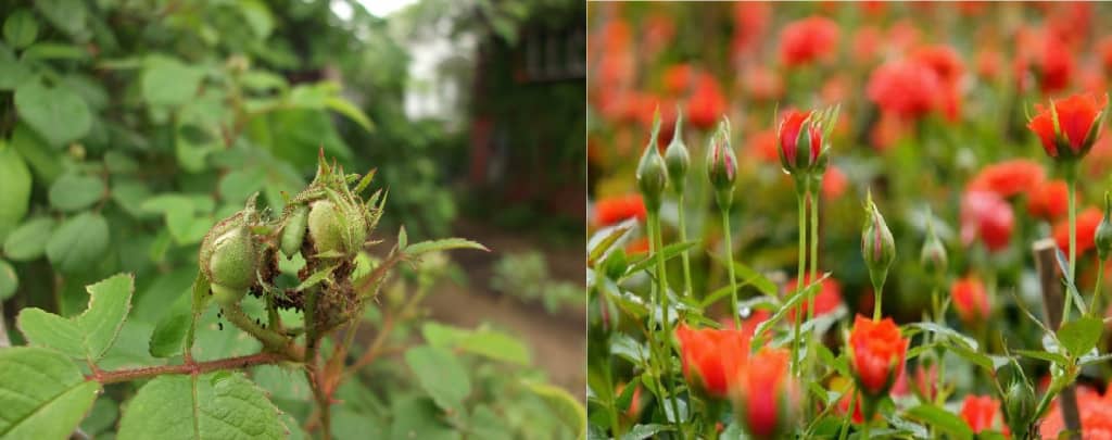 4 loại sâu bệnh hại trên cây hoa hồng và cách phòng trừ