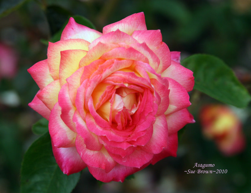 Kỹ thuật trồng và chăm sóc hoa hồng đổi màu