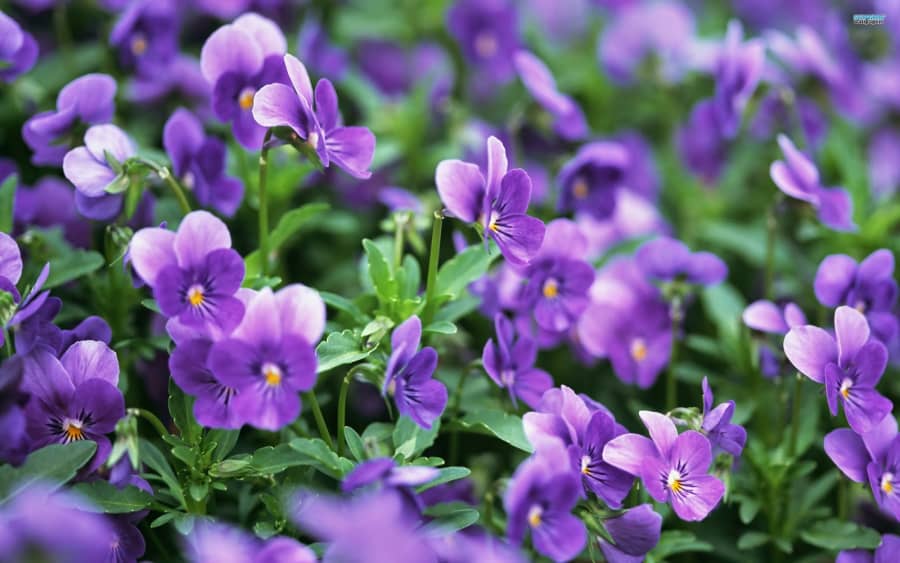 Ý nghĩa hoa violet tím