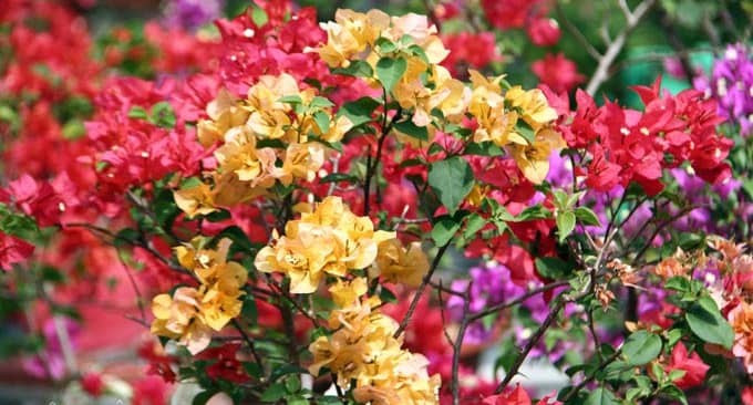 Kỹ thuật nhân giống hoa giấy nhiều màu
