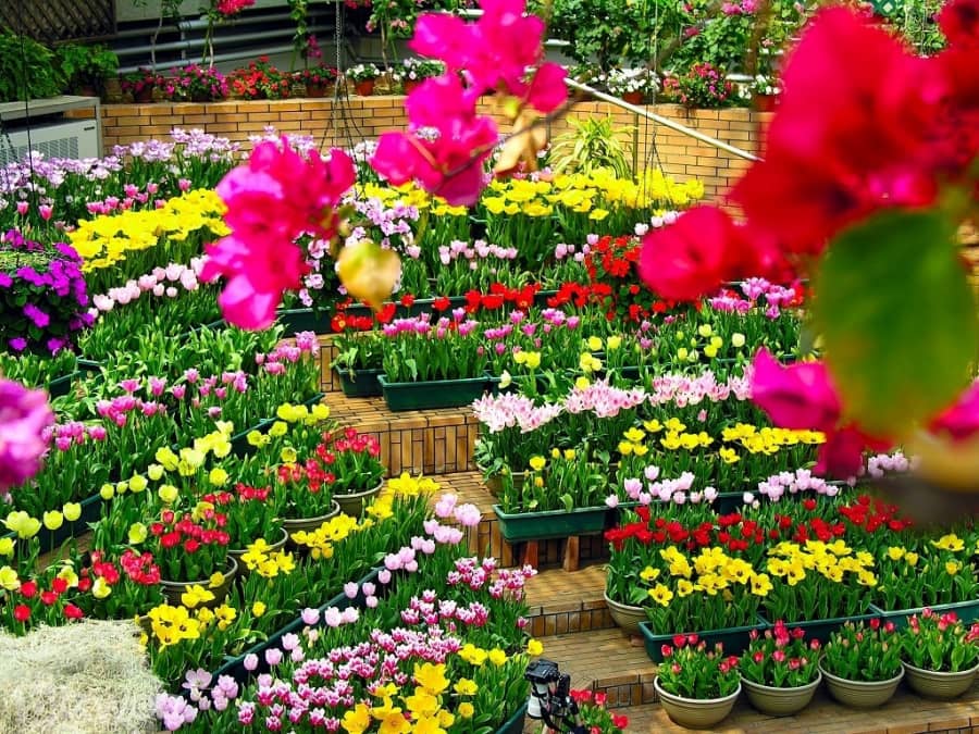 Đón xuân cùng các loại hoa tết ngập tràn sắc hương