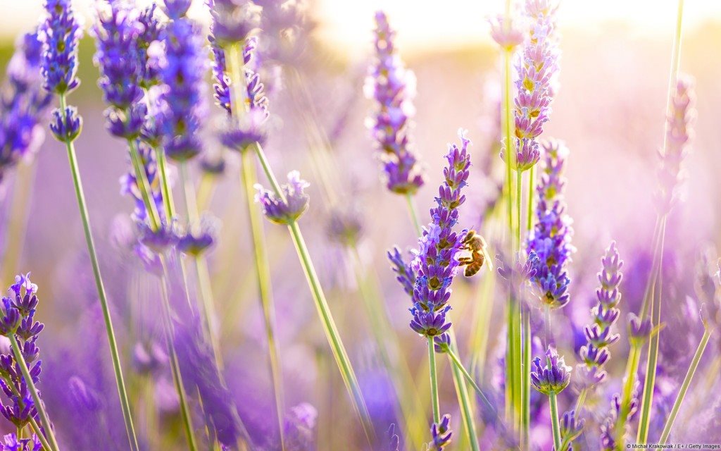Ý nghĩa hoa oải hương lavender