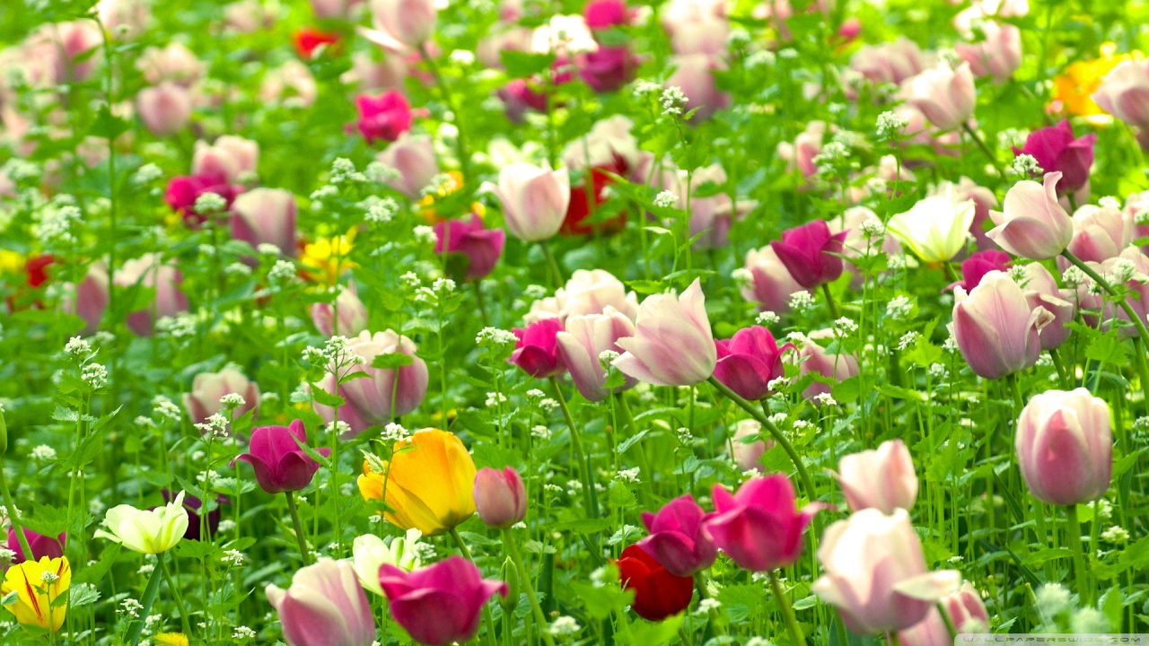 Ý nghĩa hoa Tulip tượng trưng cho tình yêu hoàn hảo