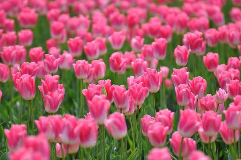 Ý nghĩa hoa Tulip biểu tượng cho tình yêu hoàn hảo - Trồng Hoa