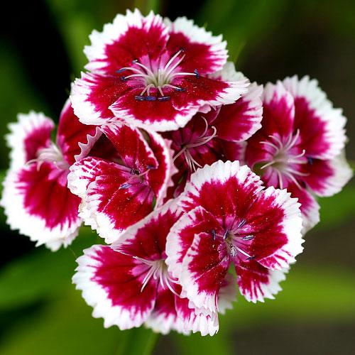 Sâu bệnh hại hoa cẩm chướng
