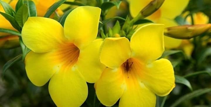 Kỹ thuật ghép cây hoa huỳnh anh