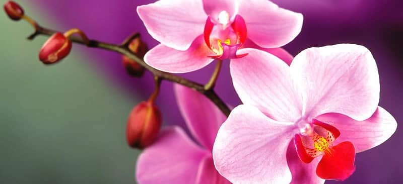 7 cách nhân giống Hoa phong lan