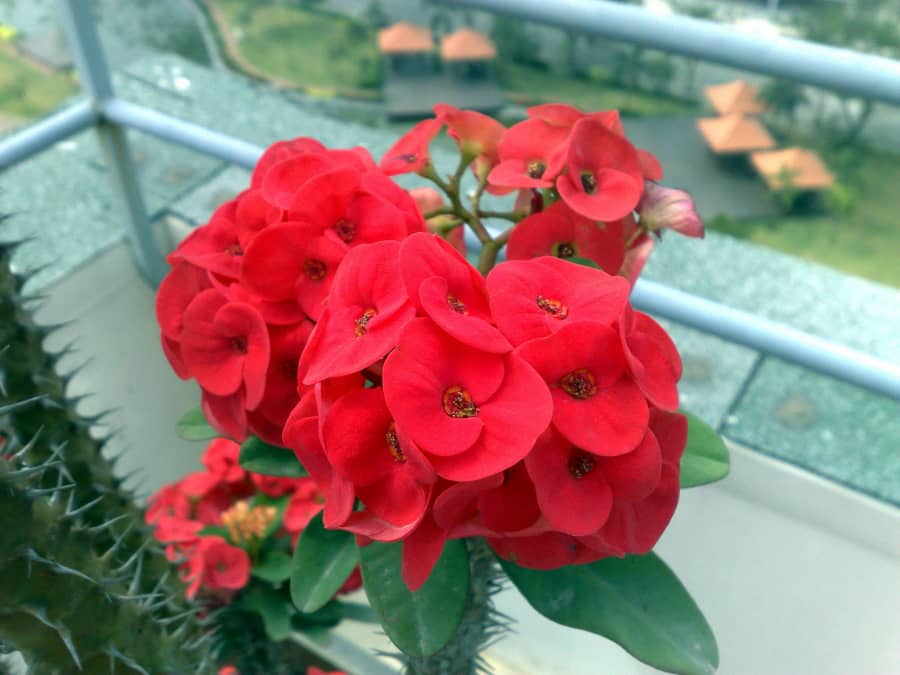 4 kỹ thuật nhân giống Xương rồng bát tiên