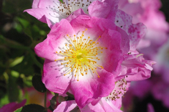 Khám phá vẻ đẹp của 7 loại hoa hồng leo quyến rũ