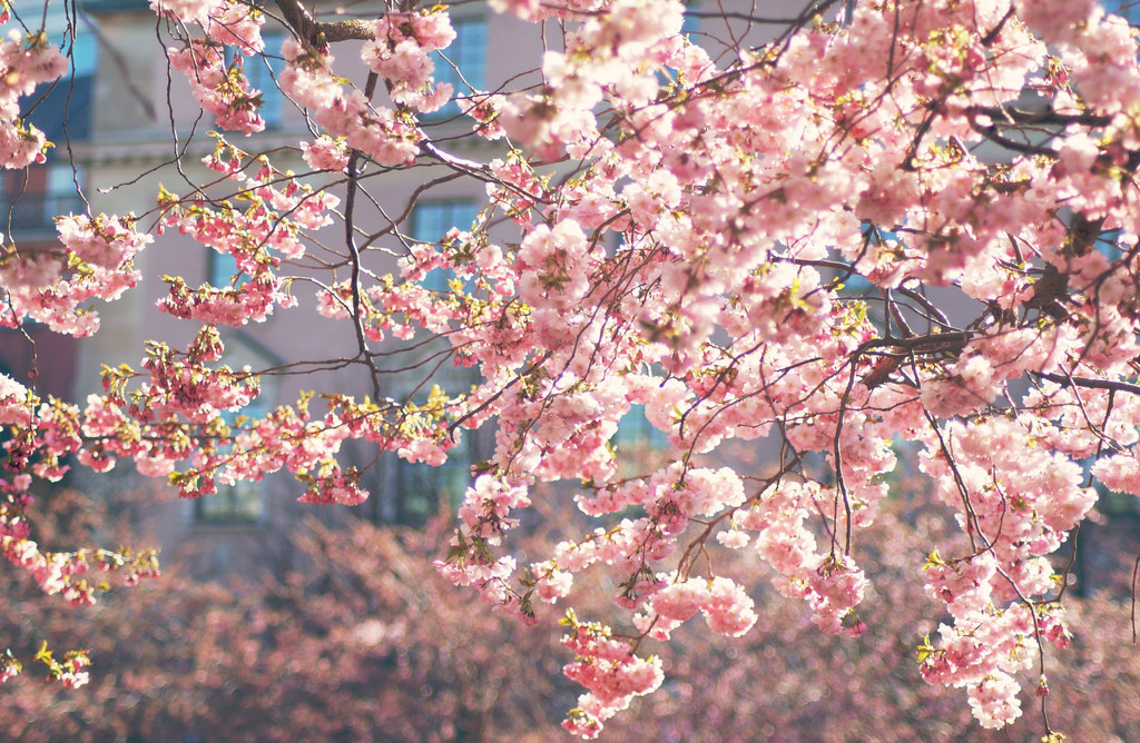 Ý nghĩa Hoa anh đào Biểu tượng quốc hoa của Nhật Bản