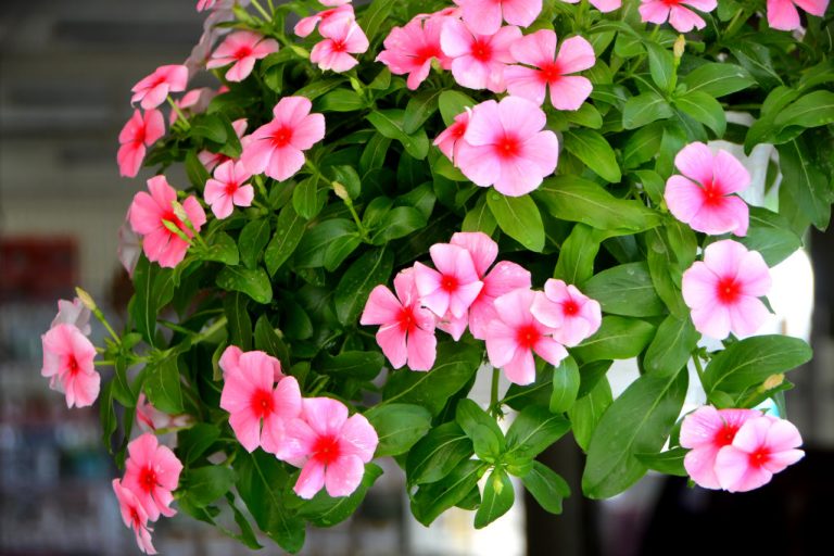 10 loại hoa ban công đẹp trồng mùa hè