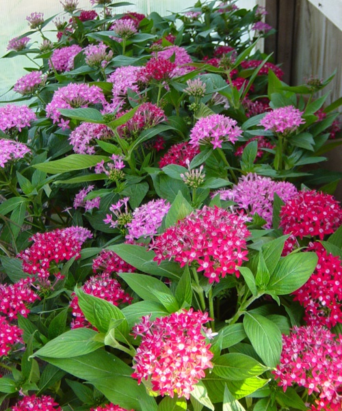 10 loại hoa ban công đẹp trồng mùa hè