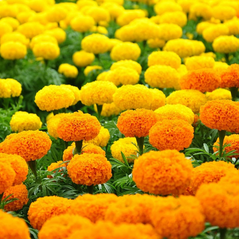 Cấm kỵ tuyệt đối 9 loại hoa không nên đặt trên bàn thờ