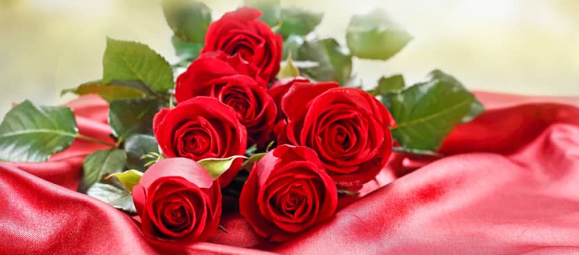 Hoa ngày 20/11 tặng thầy cô