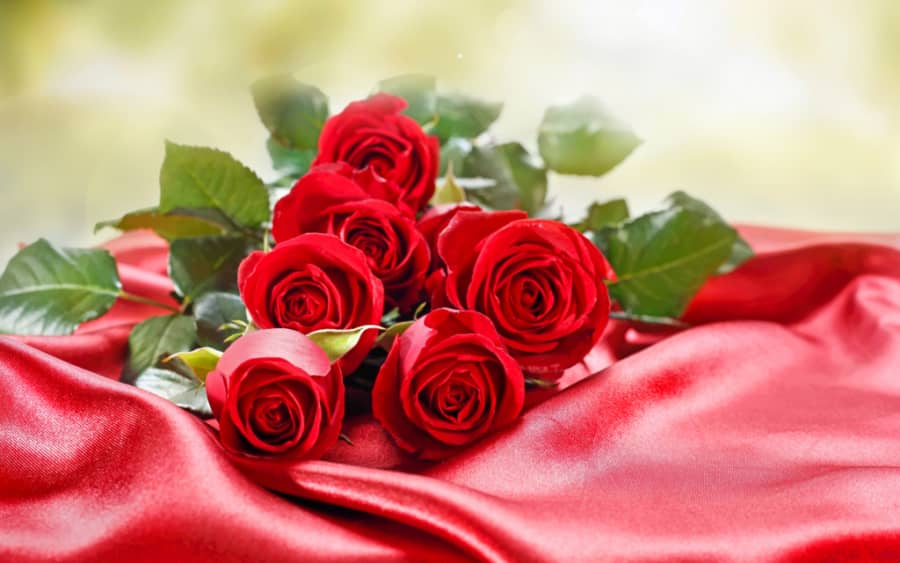 Hoa ngày 20/11 tặng thầy cô