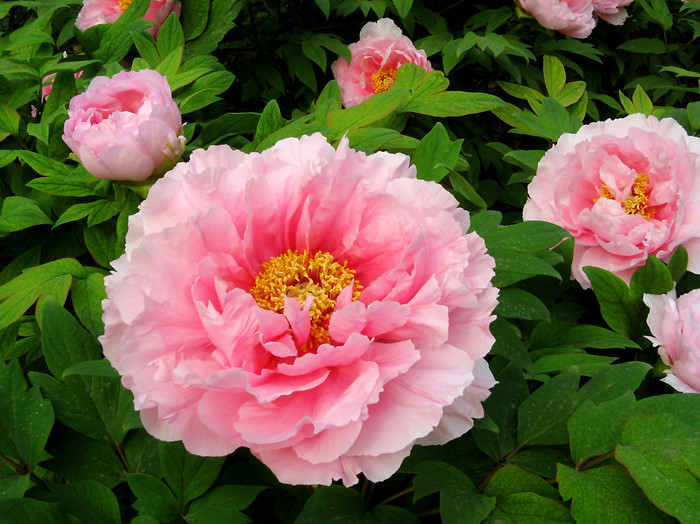 9 loại hoa ngày 2010 cực đẹp và ý nghĩa tặng người phụ nữ thân yêu