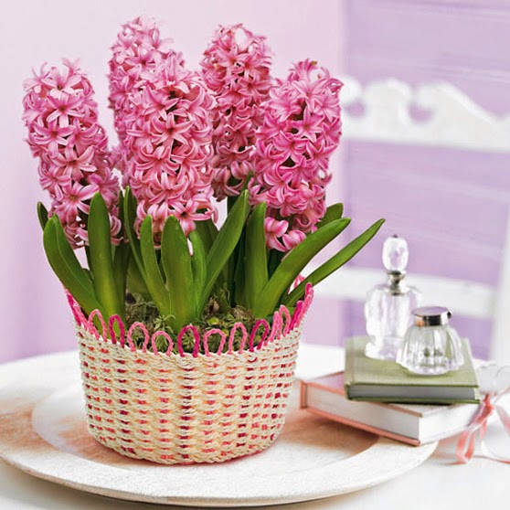 Lựa chọn hoa phong thủy mang vận may cho 12 con giáp