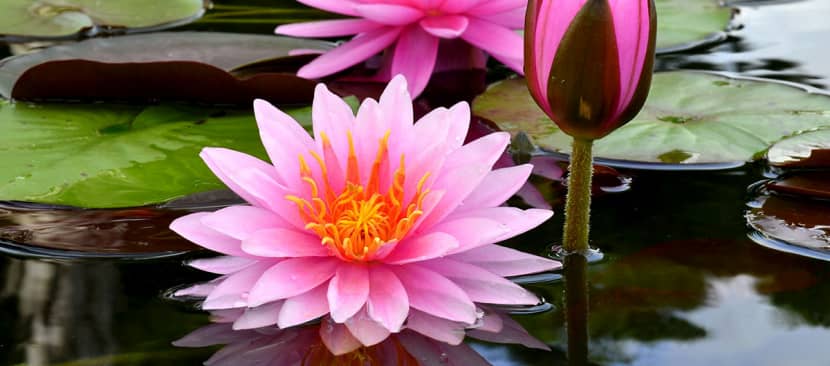 Tuyệt chiêu trồng hoa súng trong chậu