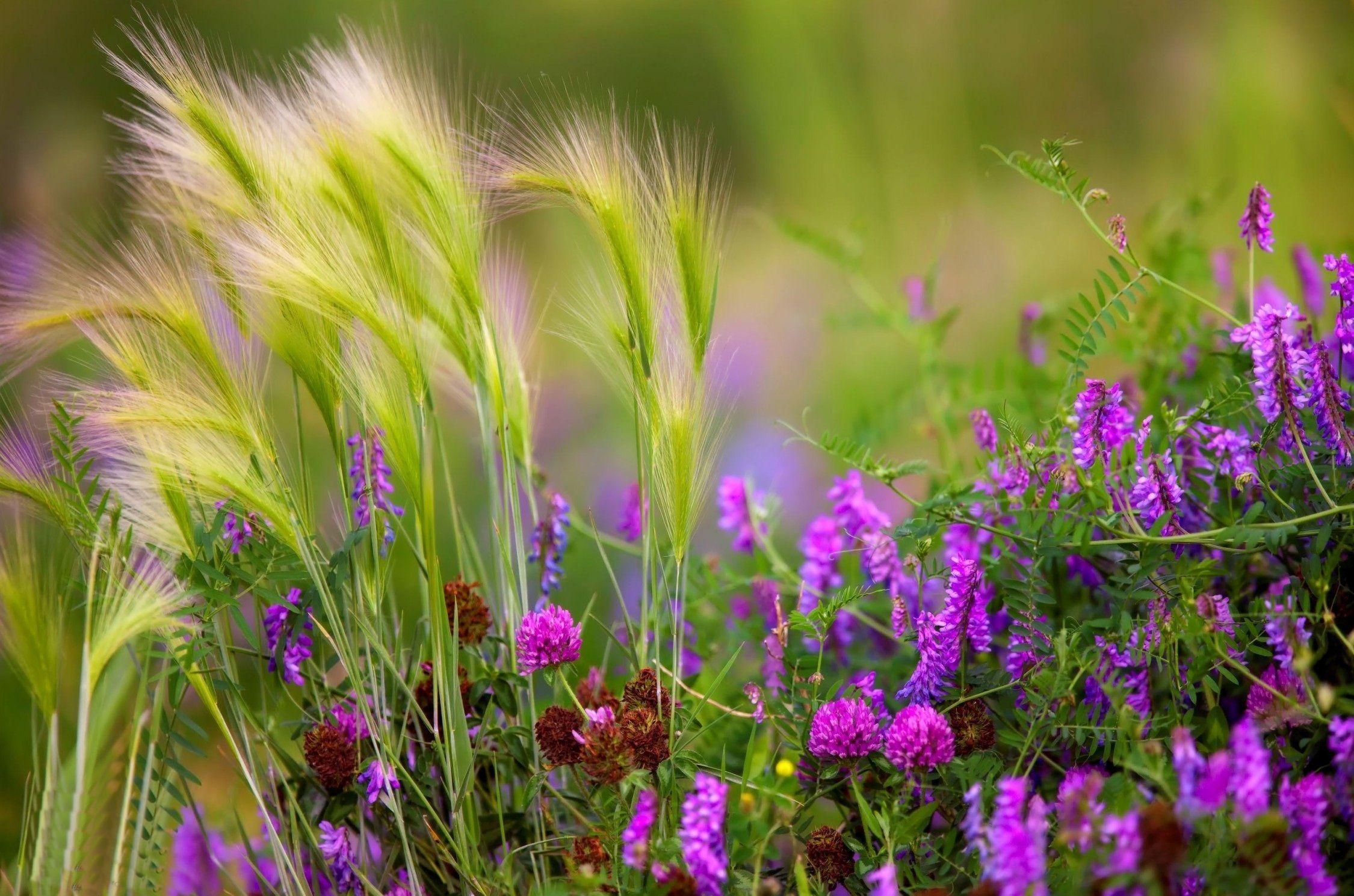 Những bài thơ hay nhất về các loài hoa đua nahu khoe sắc