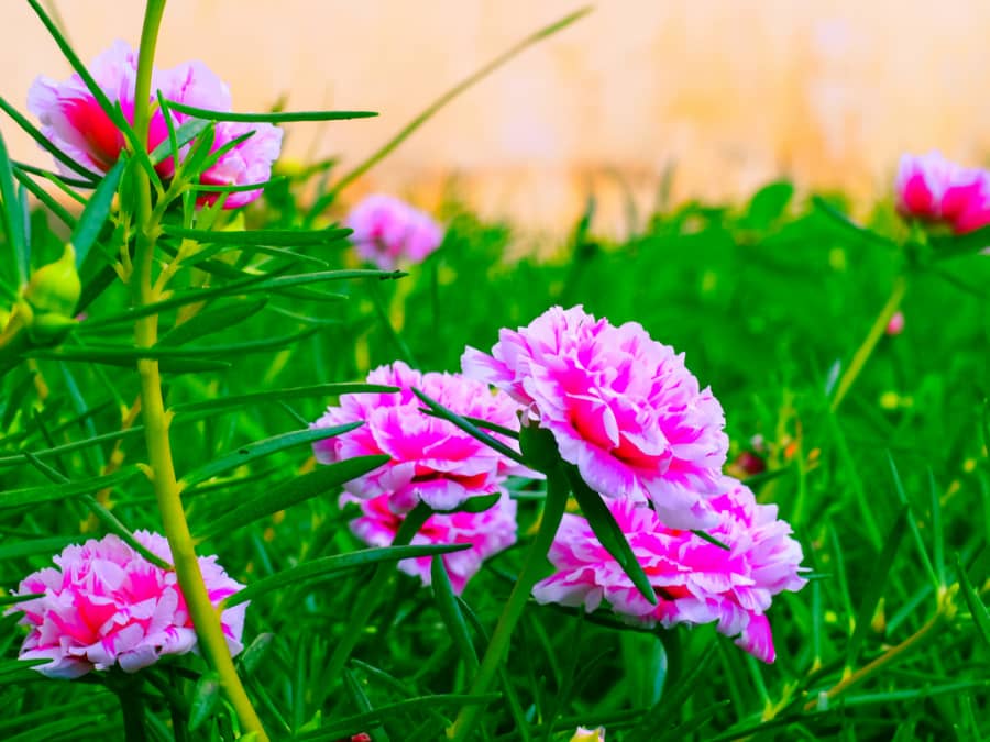 Tìm hiểu về hoa mười giờ