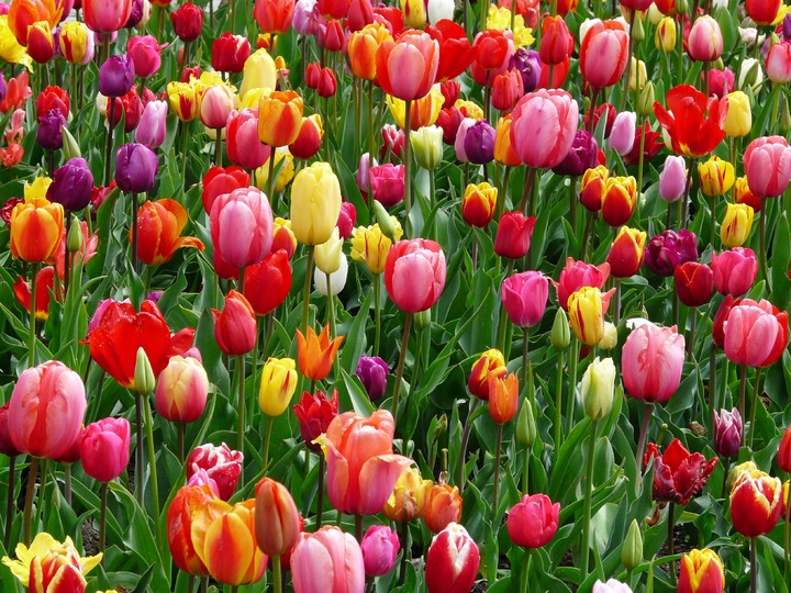 Tìm hiểu hoa Tulip