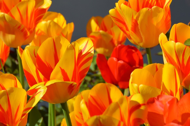 Tìm hiểu hoa Tulip