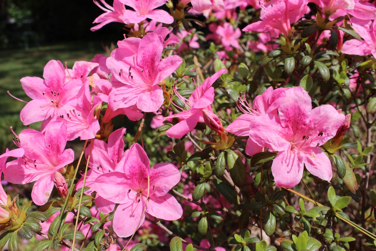 Bảo tồn loài hoa đỗ quyên trong Vườn quốc gia Hoàng Liên