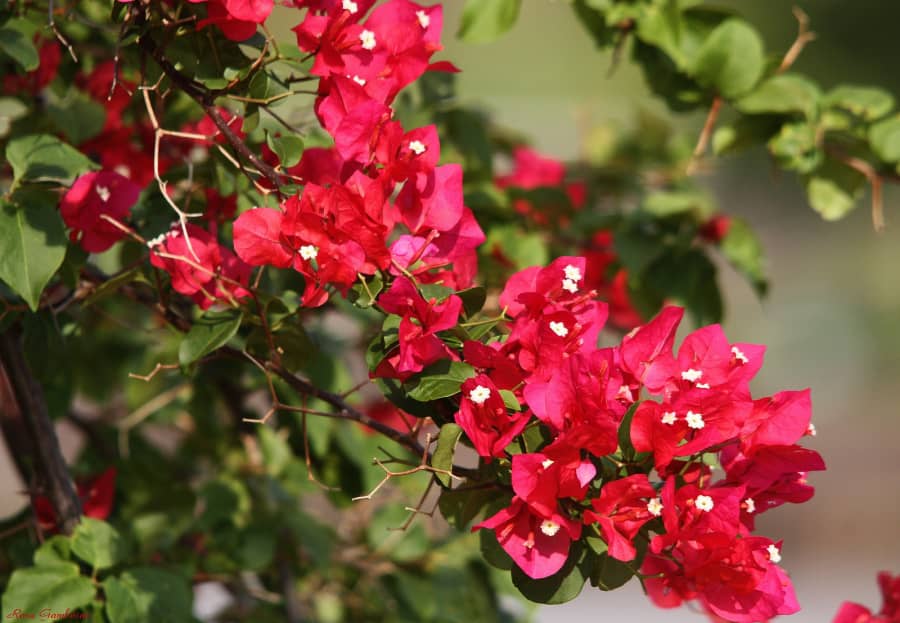 Những bài thơ hay về hoa giấy