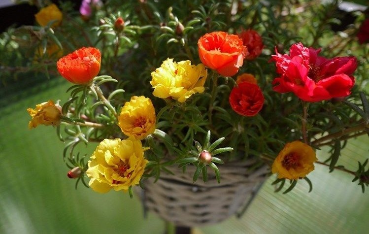 11 loại hoa treo chậu đẹp