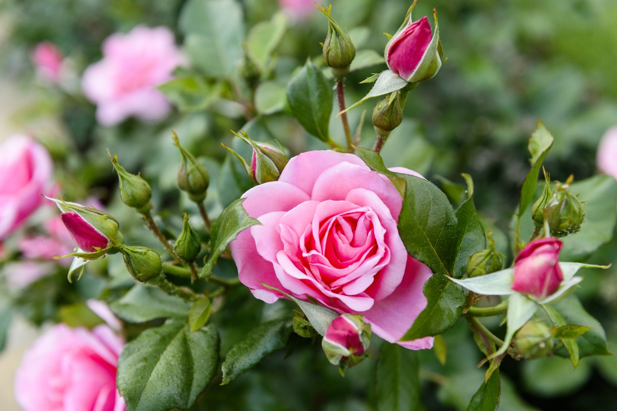 Bí kíp cắt tỉa và chăm sóc hoa hồng nở hoa đón tết về