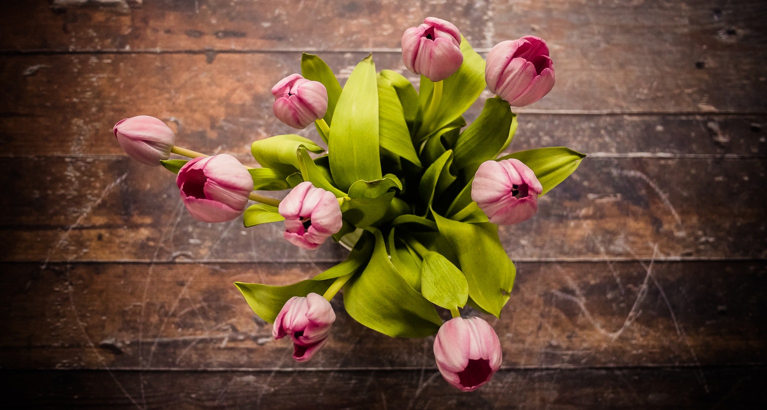 Mẹo hay chăm sóc hoa tulip nở đúng tết