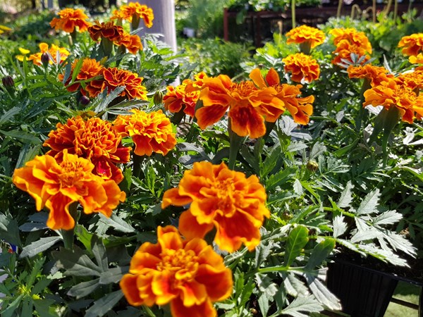 Bí kíp trồng hoa cúc vạn thọ nở hoa đón Tết