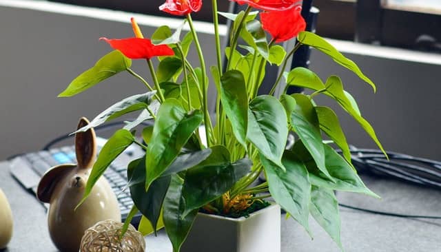 Bật mí 5 loại hoa văn phòng để bàn