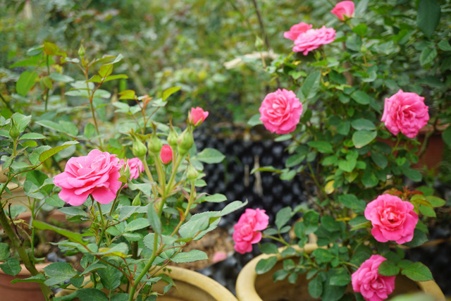 Tuyệt chiêu trồng hoa hồng trong chậu ngày tết