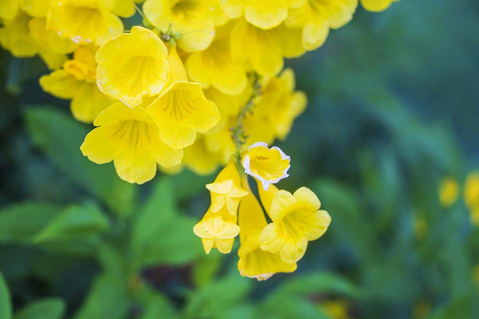 Hoa chuông vàng - Tabebuia aurea