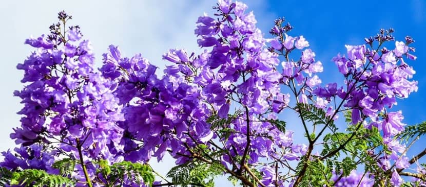 Ý nghĩa hoa phượng tím mang sắc xuân phủ khắp phố