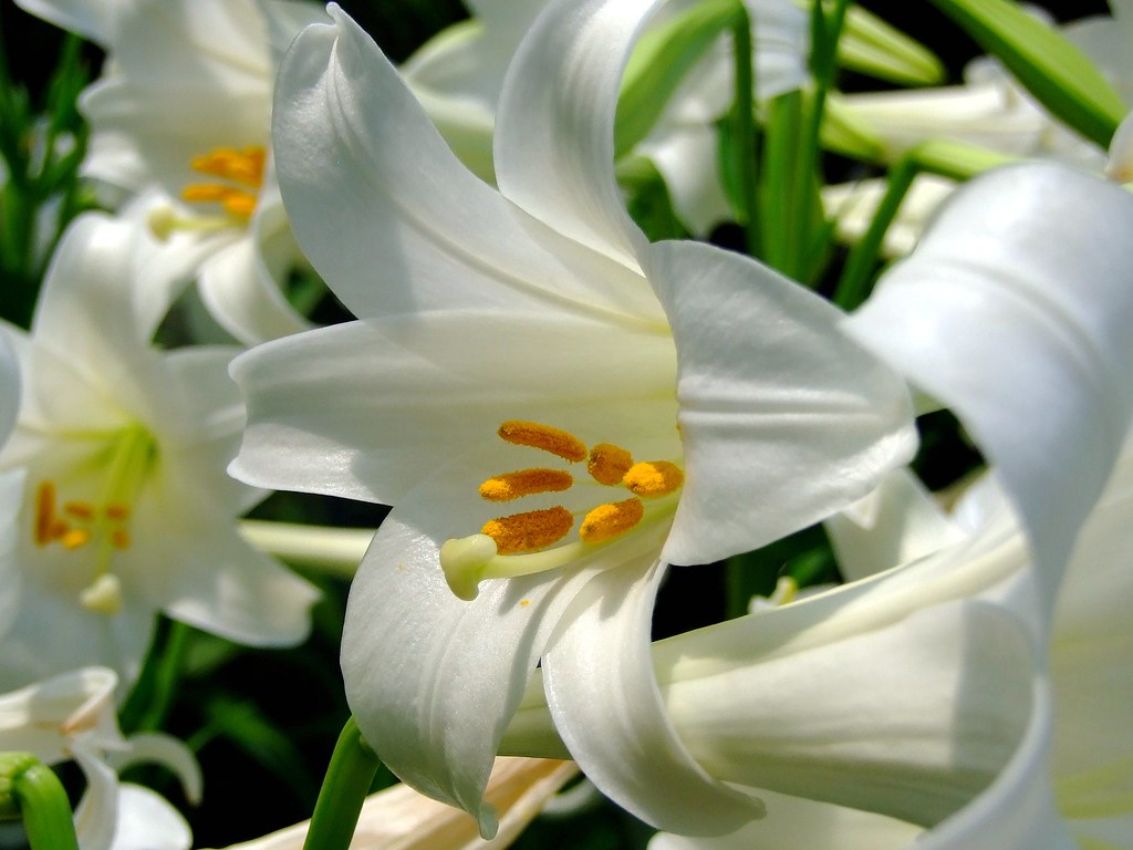 Ý nghĩa hoa lily biểu tượng sự trong trắng tinh khiết