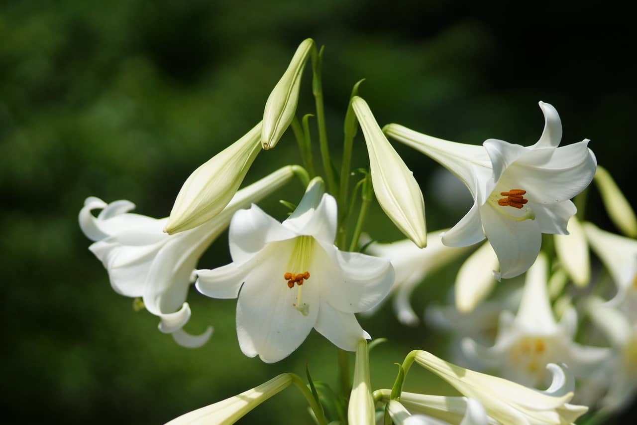 Ý nghĩa hoa lily biểu tượng sự trong trắng tinh khiết