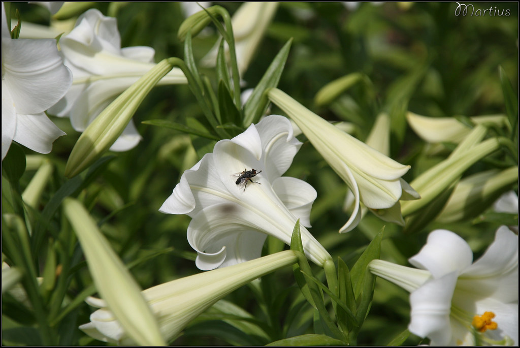 Ý nghĩa hoa loa kèn biểu tượng sự trong trắng tinh khiết