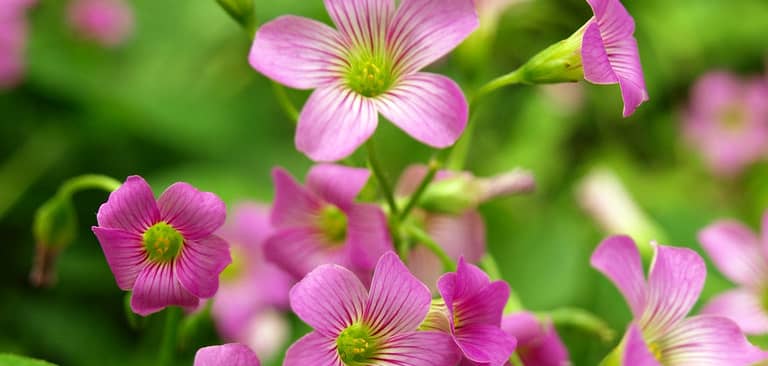Khám phá đặc điểm Hoa chua me đất - Oxalis corymbosa